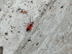 Pyrrhocoris apterus