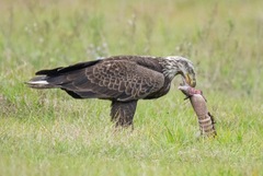 Haliaeetus leucocephalus leucocephalus