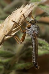 Neomochtherus schineri