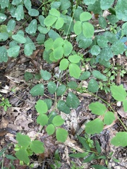Thalictrum clavatum