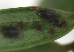 Neophyllaphis totarae