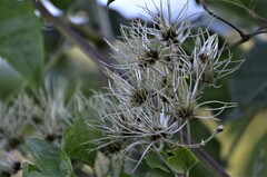 Clematis vitalba