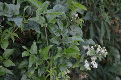Clematis vitalba