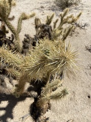Cylindropuntia sanfelipensis