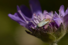 Placochilus seladonicus