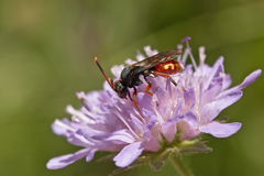 Nomada armata