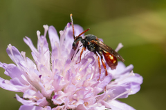 Nomada armata