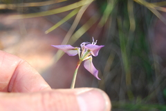 Moraea algoensis