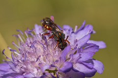 Nomada armata