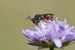 Nomada armata