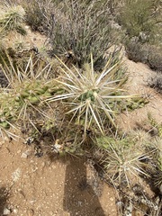 Cylindropuntia sanfelipensis