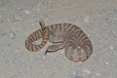 Crotalus tigris