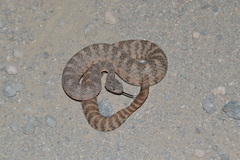Crotalus tigris