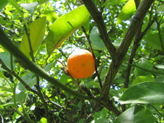 Citrus × microcarpa