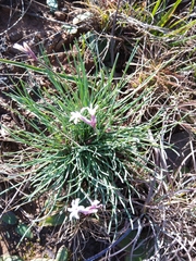 Tulbaghia cominsii