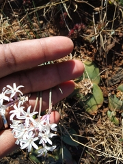 Tulbaghia cominsii