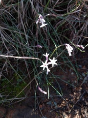 Tulbaghia cominsii