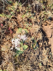 Tulbaghia cominsii