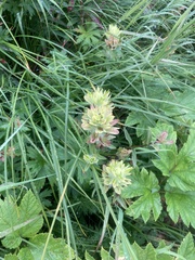 Castilleja unalaschcensis