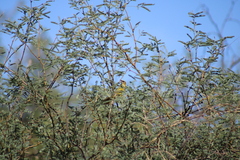 Icterus cucullatus nelsoni