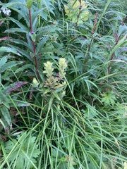 Castilleja unalaschcensis