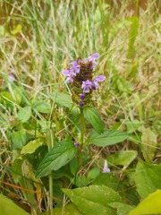 Prunella vulgaris