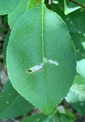 Coptodisca splendoriferella