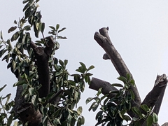 Melanerpes cruentatus