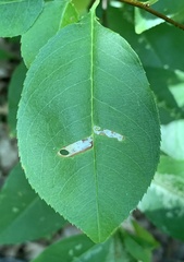 Coptodisca splendoriferella