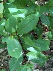 Coptodisca splendoriferella