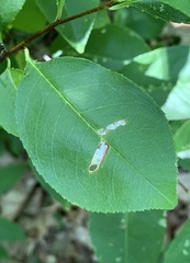 Coptodisca splendoriferella