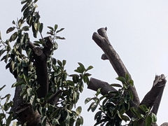 Melanerpes cruentatus