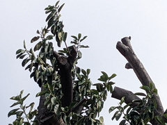 Melanerpes cruentatus