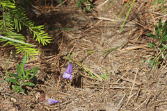 Penstemon fruticosus fruticosus