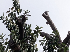 Melanerpes cruentatus