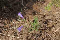 Penstemon fruticosus fruticosus