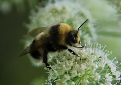 Bombus lucorum