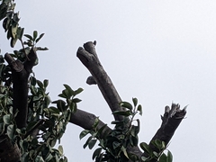 Melanerpes cruentatus