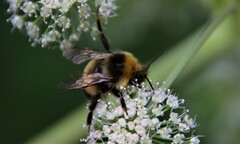 Bombus lucorum