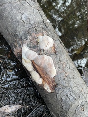 Spongiporus leucospongia
