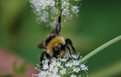 Bombus lucorum