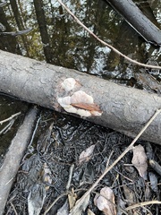 Spongiporus leucospongia