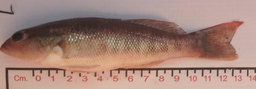 Orangespotted sand perch (Diplectrum eumelum) — Serranidae — 3