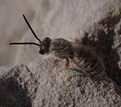Halictus vestitus