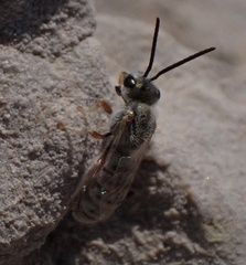 Halictus vestitus