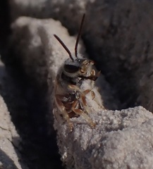 Halictus vestitus
