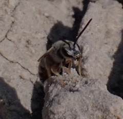 Halictus vestitus