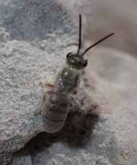 Halictus vestitus