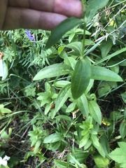 Saponaria officinalis