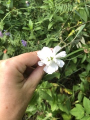 Saponaria officinalis